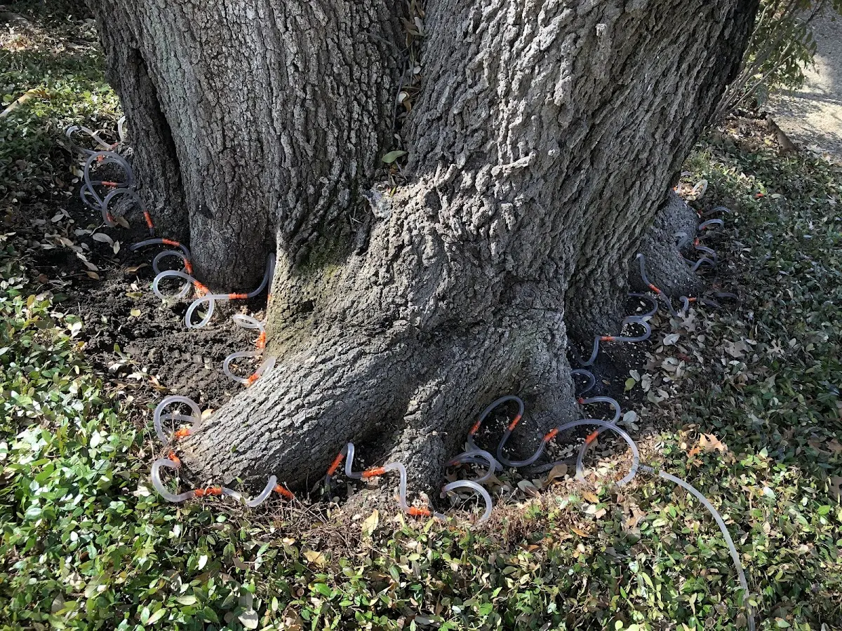 Detailed Tree Cabling and Bracing job site in North Anson