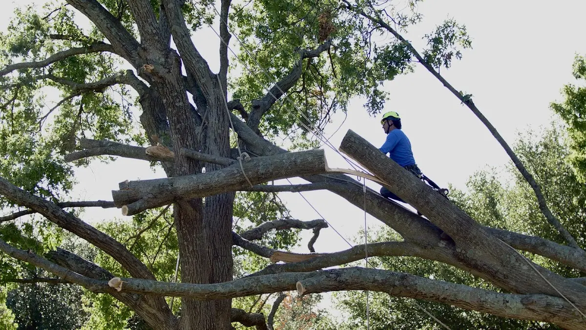 Professional Crown Thinning performed by certified arborists in North Anson
